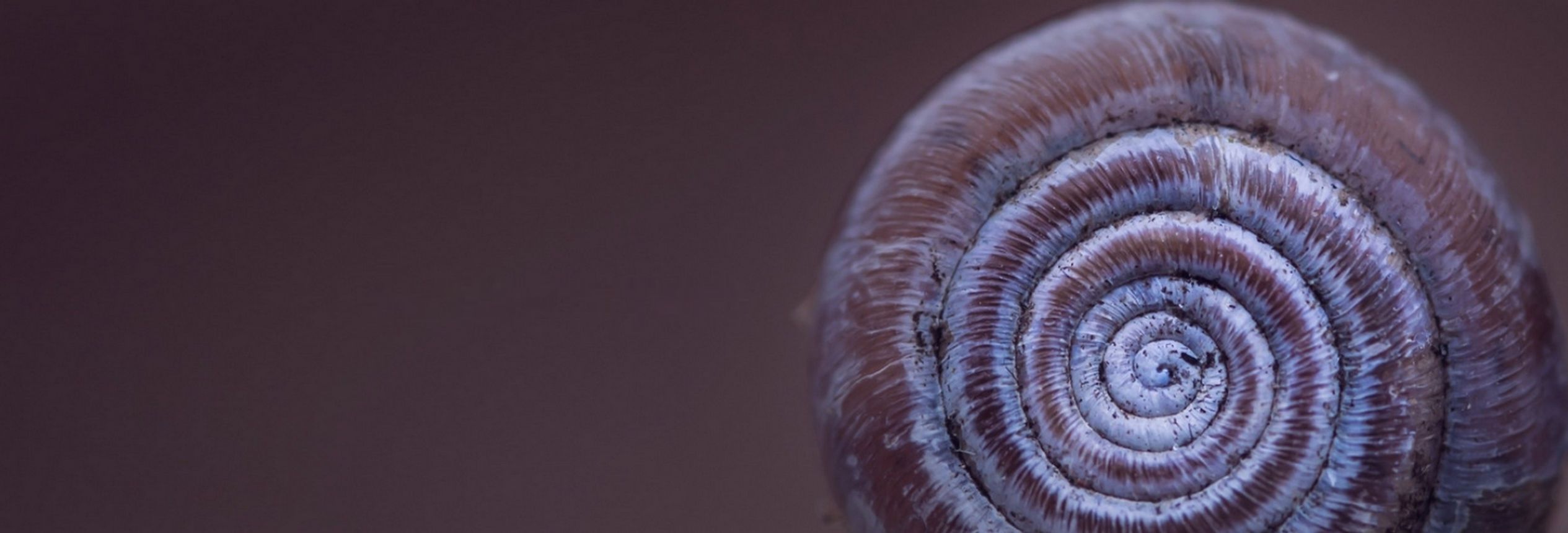 Spirale eines Schneckenhauses, Sinnbild für den craniosacralen Rhythmus